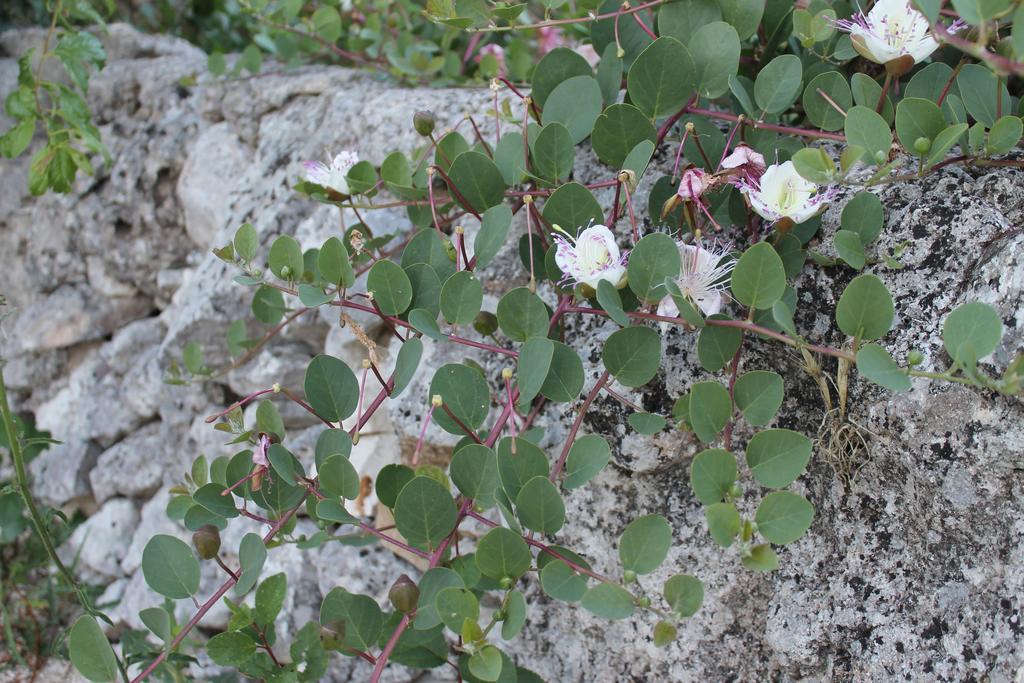 La Casa Del Nonno Bed & Breakfast Alberobello Dış mekan fotoğraf